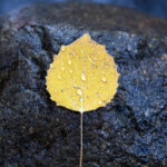 freenaturestock-2335-768x1152