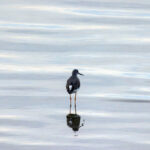 freenaturestock-2336-768x512